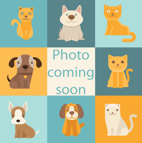 Stormy #A25: Female Dog