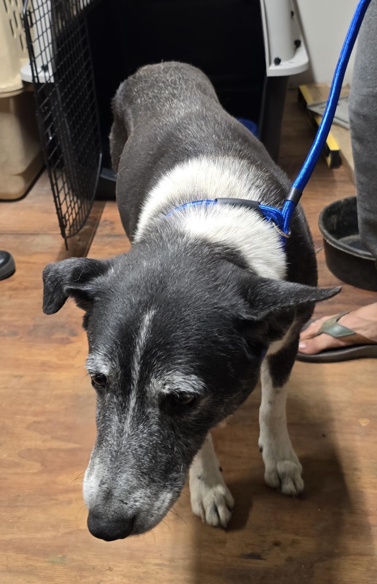 Bear Bear (Aka Bruno) #A13: Male Dog