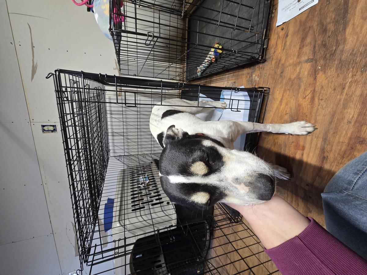 Beba #A14: Female Dog
