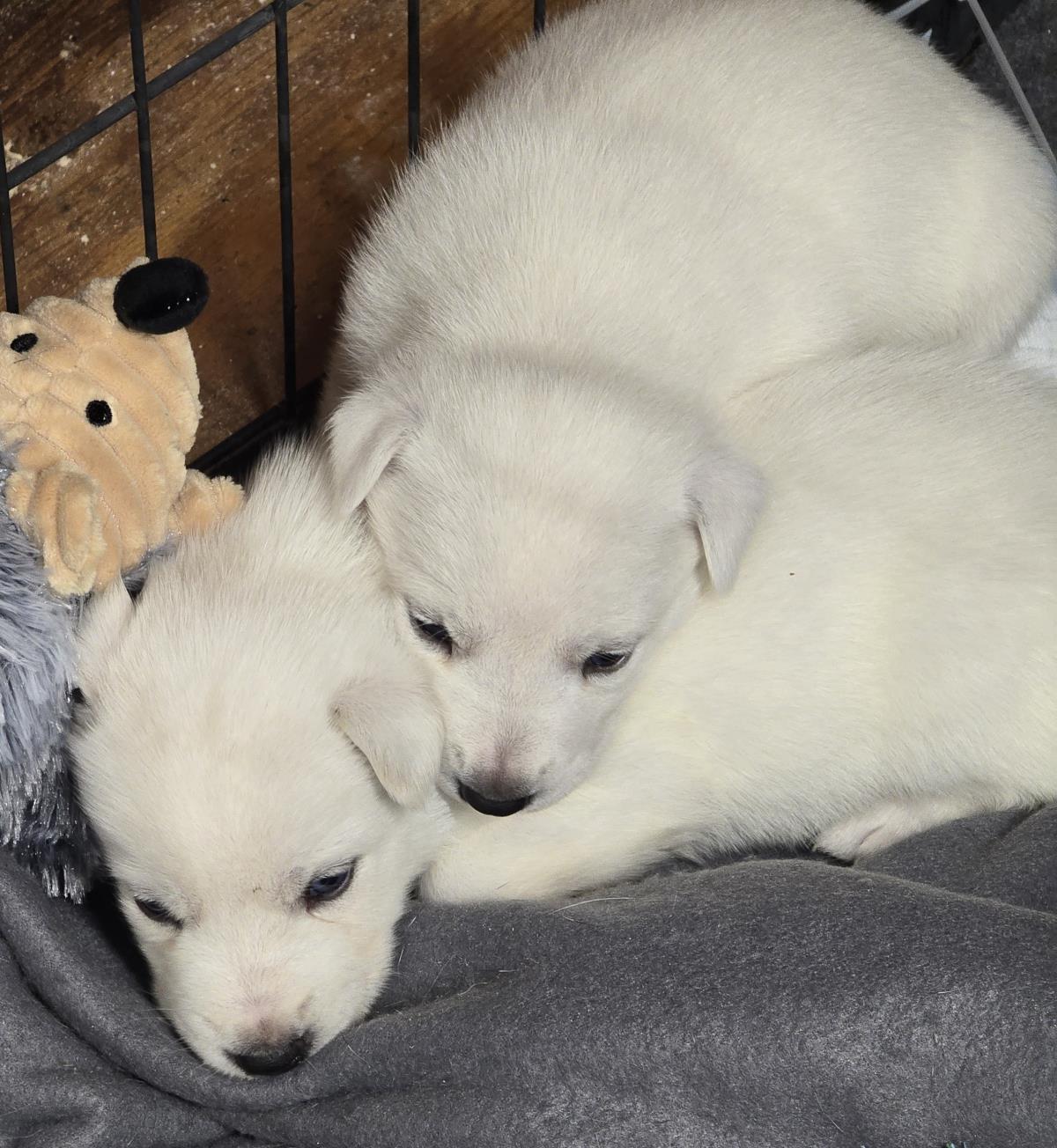 Frosty The Snowman (Frost For Short) #A10: Female Dog