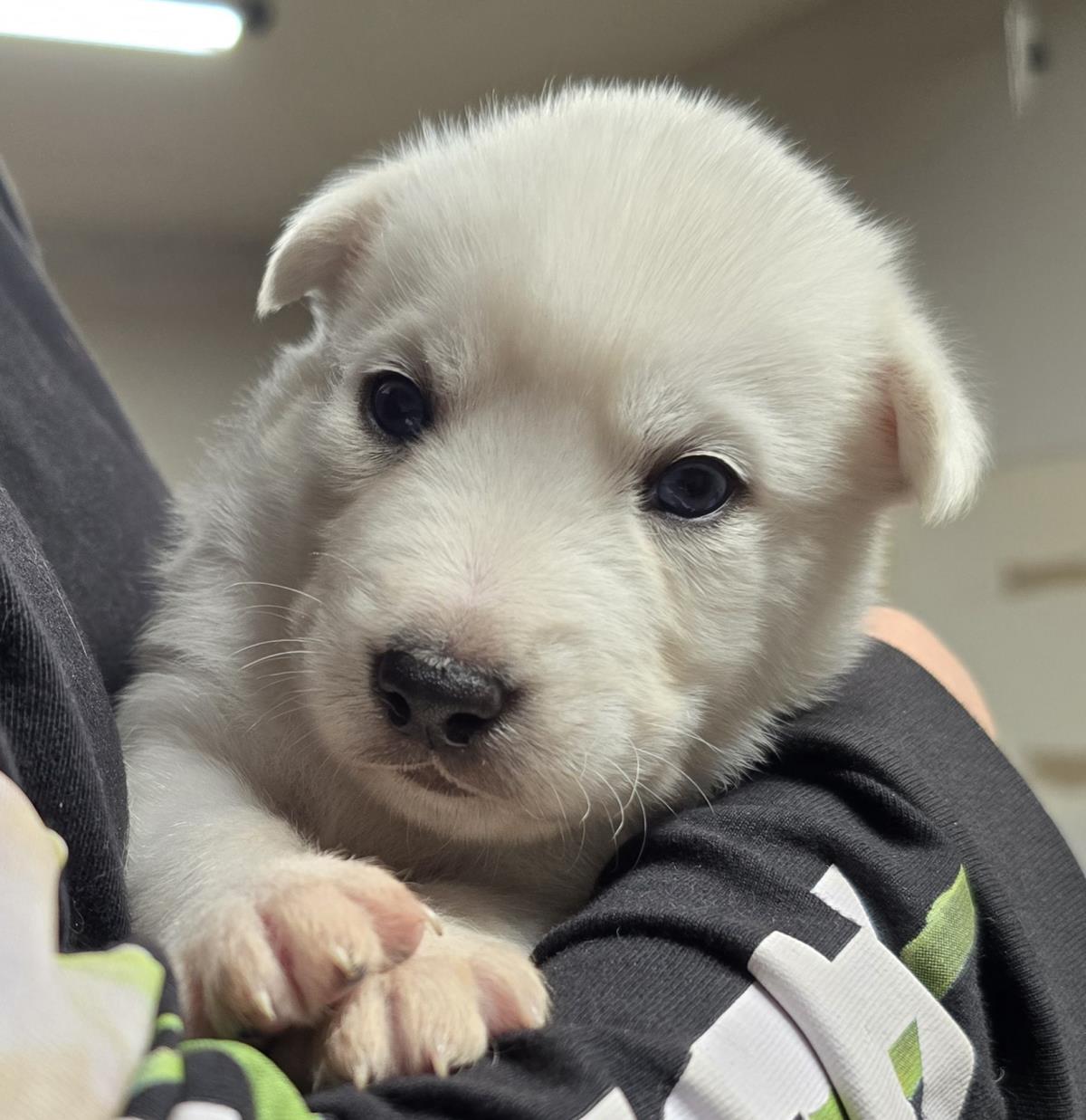 Ghostie #A9: Male Dog