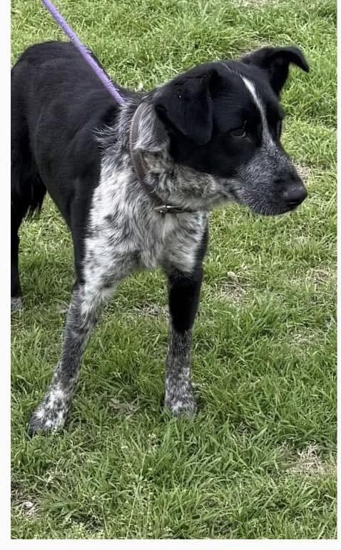 Johnny #A4: Male Dog