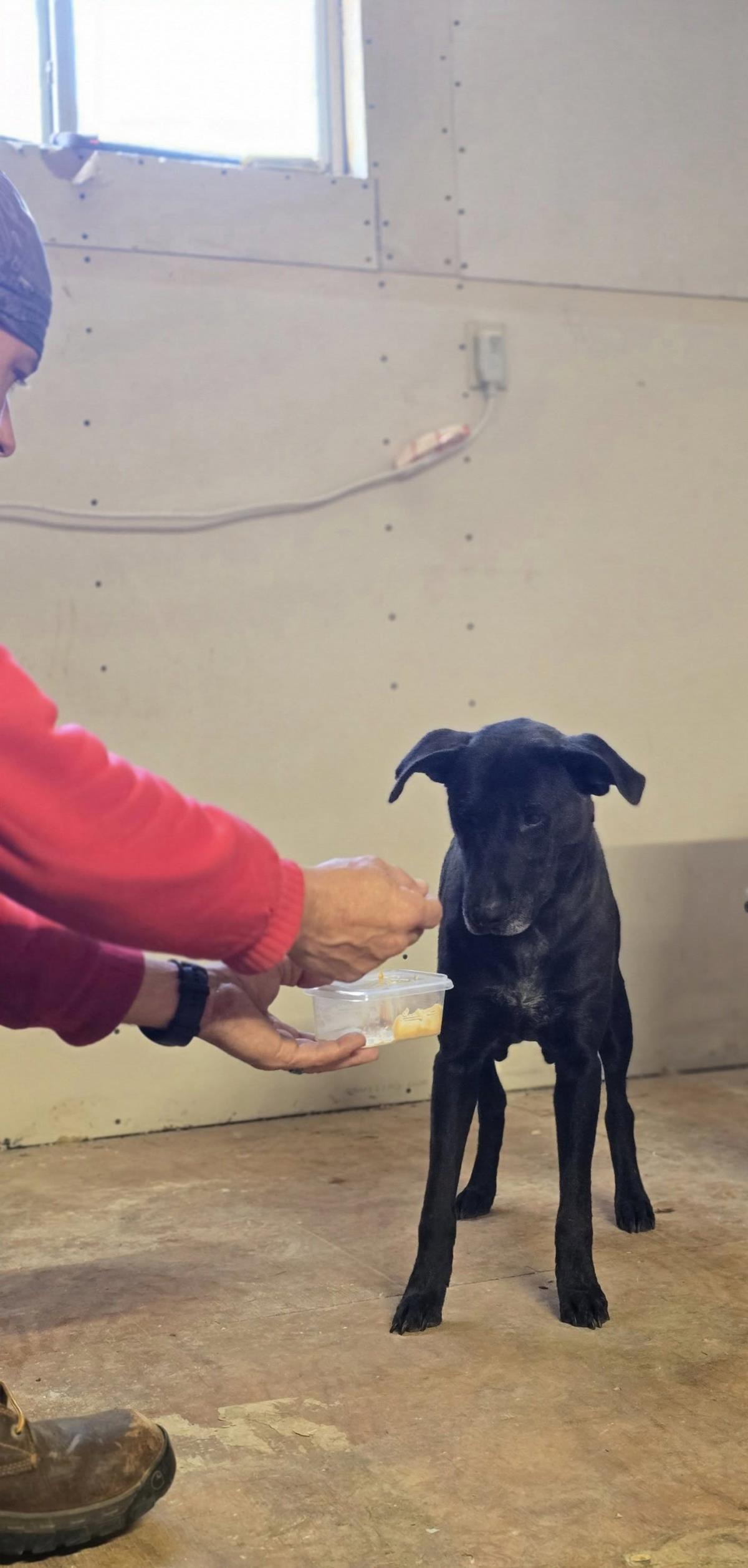 June #A5: Female Dog