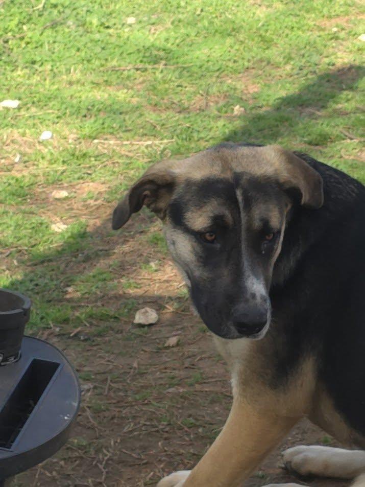 Krys #A17: Female Dog
