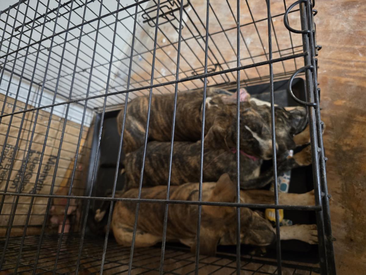 Chase #A20: Male Dog