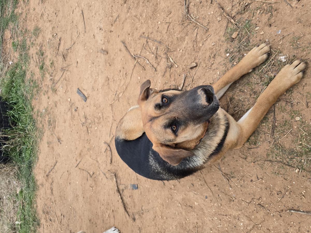 Mel #A18: Female Dog