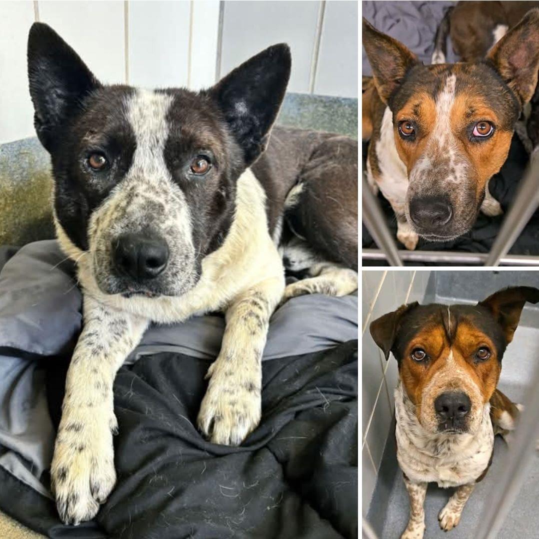 Mikey #A3: Male Dog