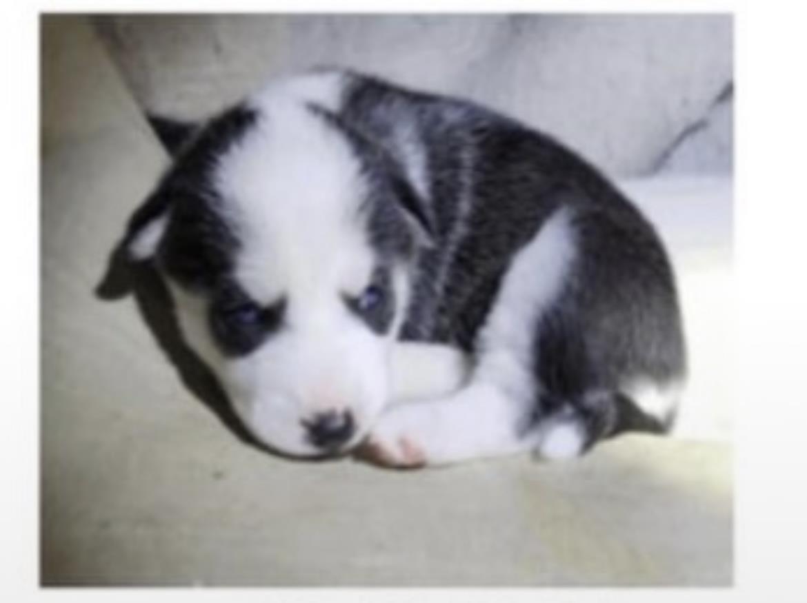 Molly #A11: Female Dog