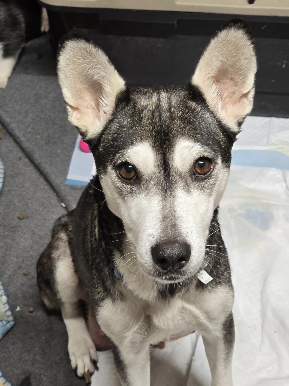 Nessie #A6: Female Dog
