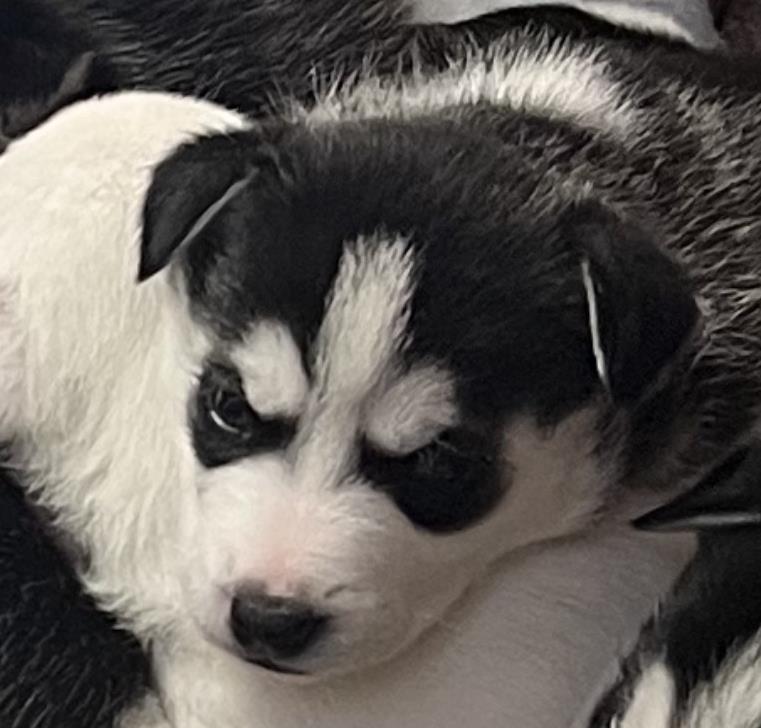 Zeus #A7: Male Dog