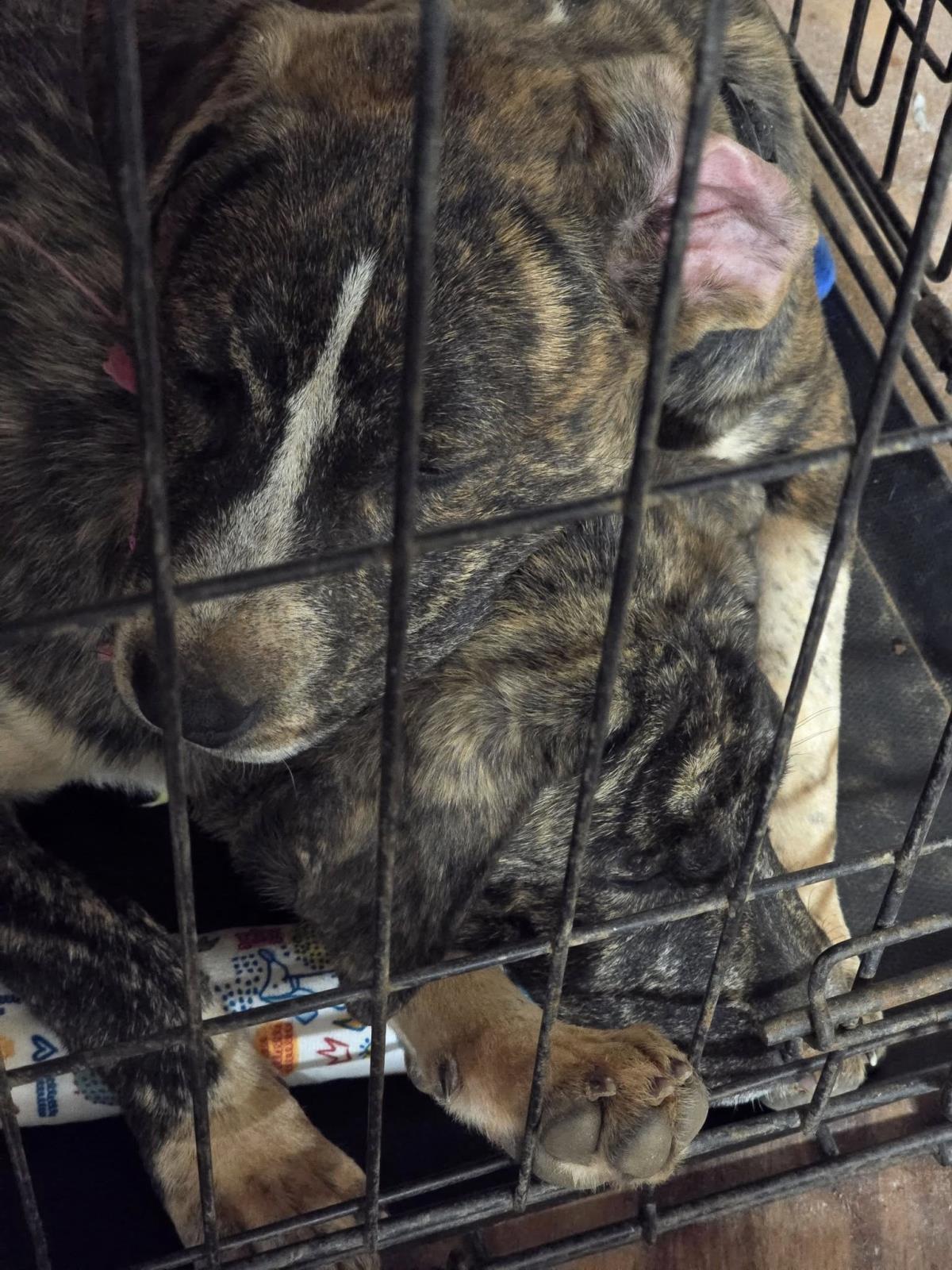 Black Brindle